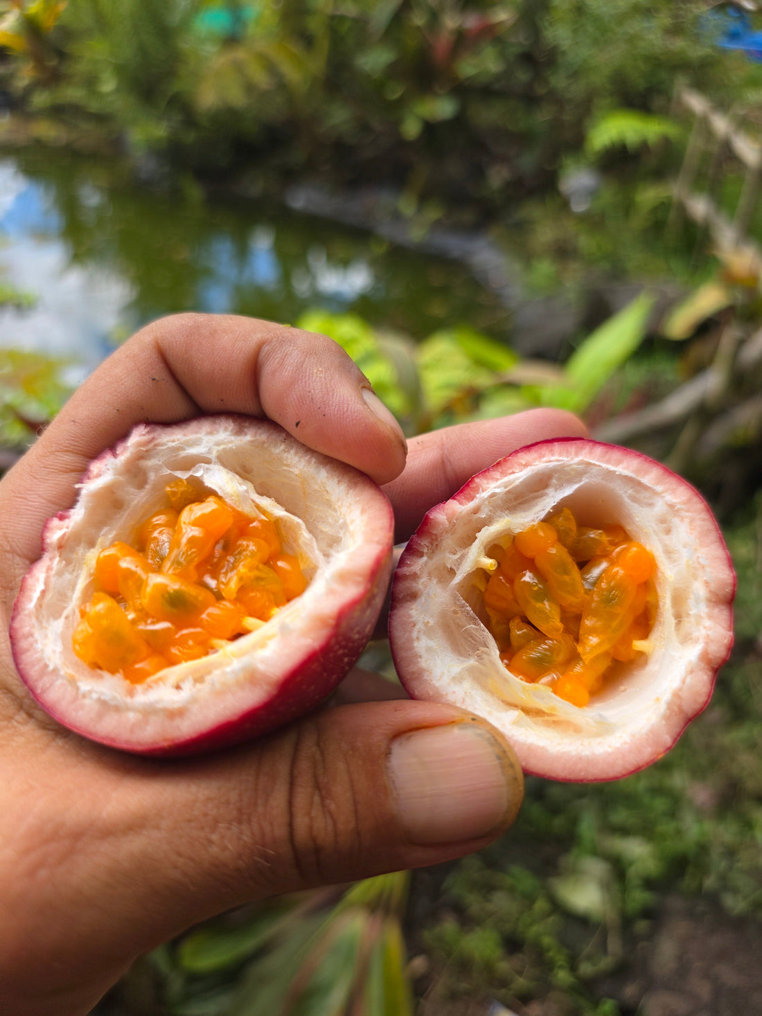 Fresh lilikoi passion fruit Fruity Puppy skincare Hawaii