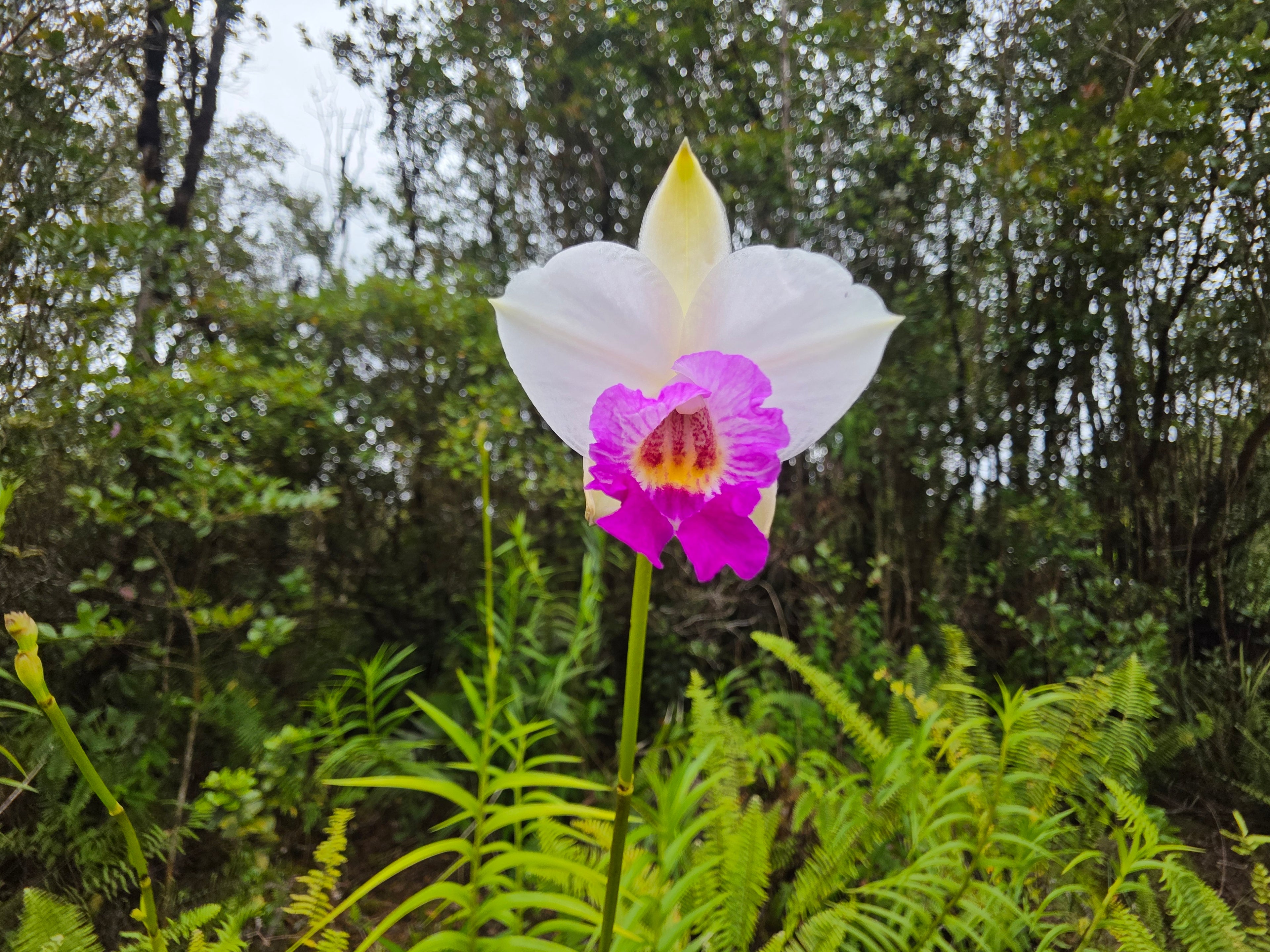 Wild Easement