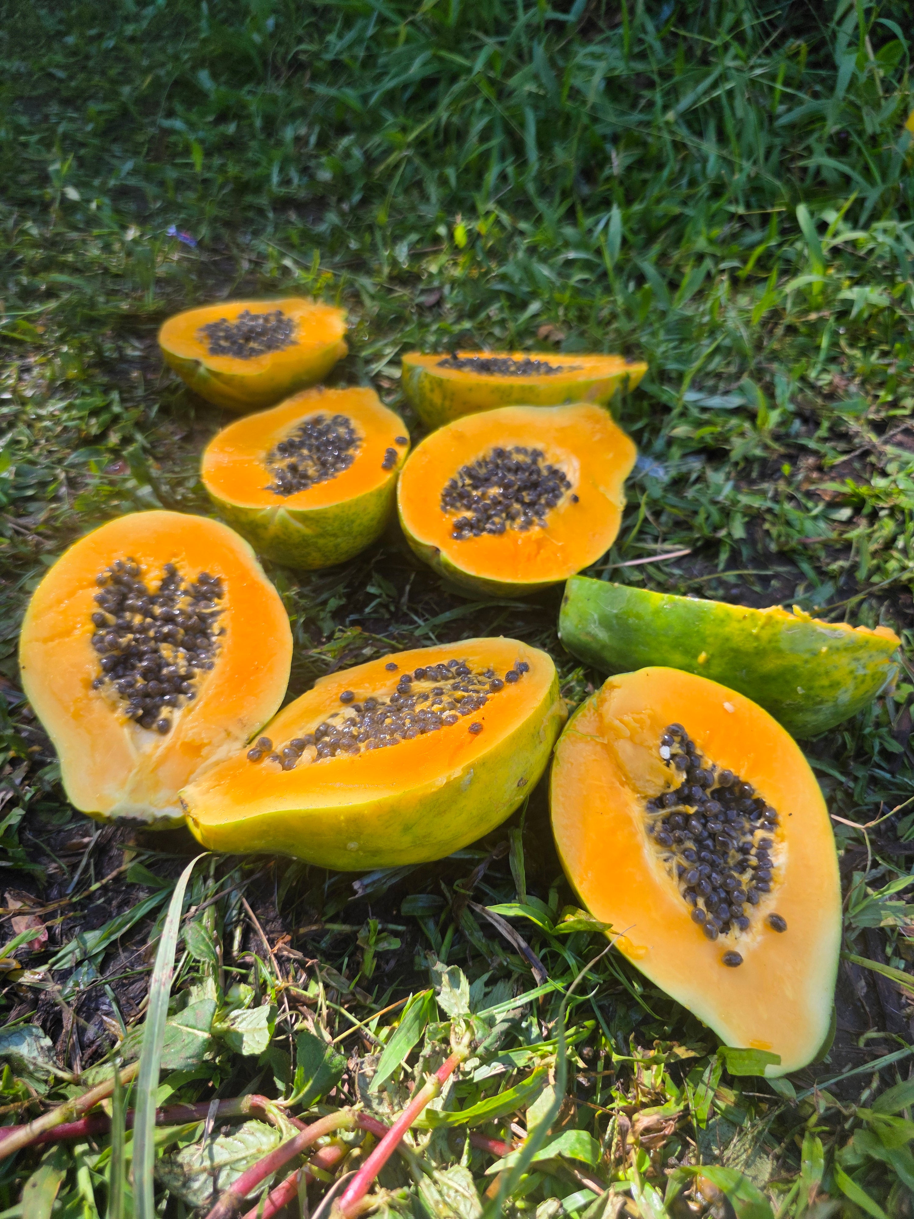 FPX (Fruity Puppy Xtreme)