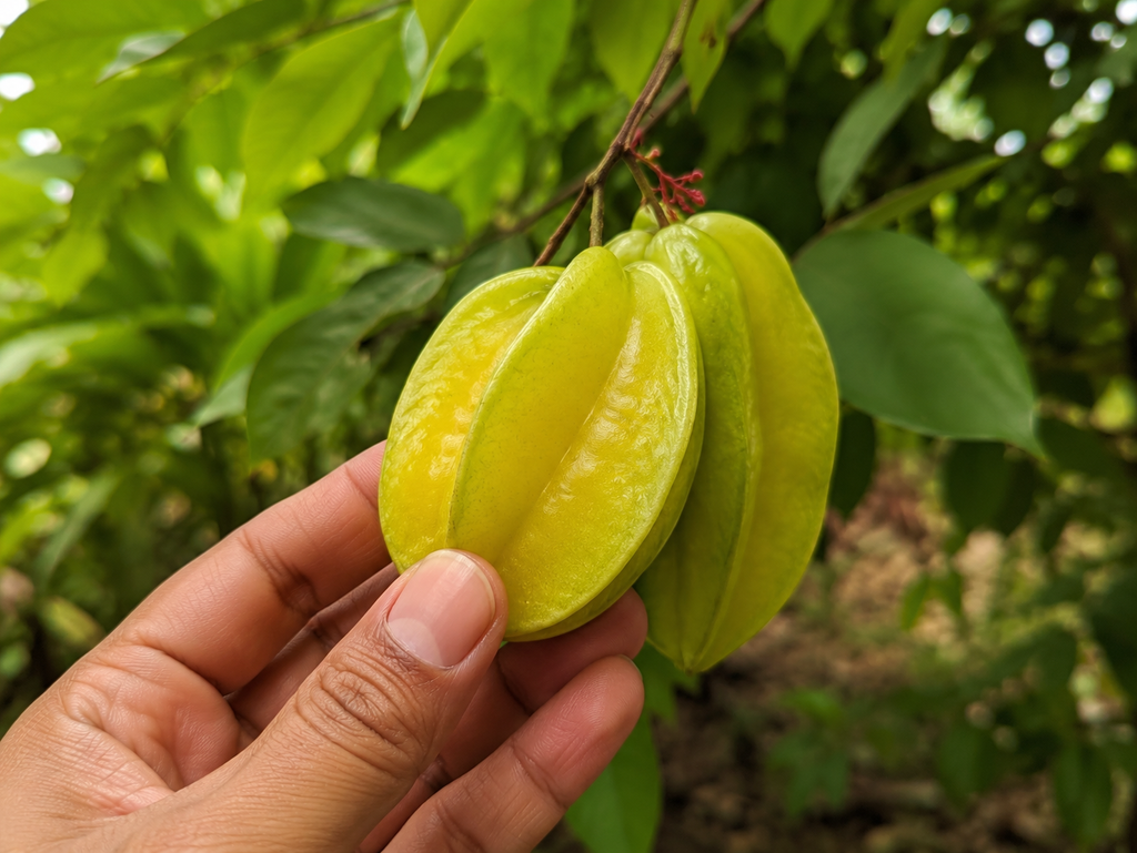 FPX (Fruity Puppy Xtreme)