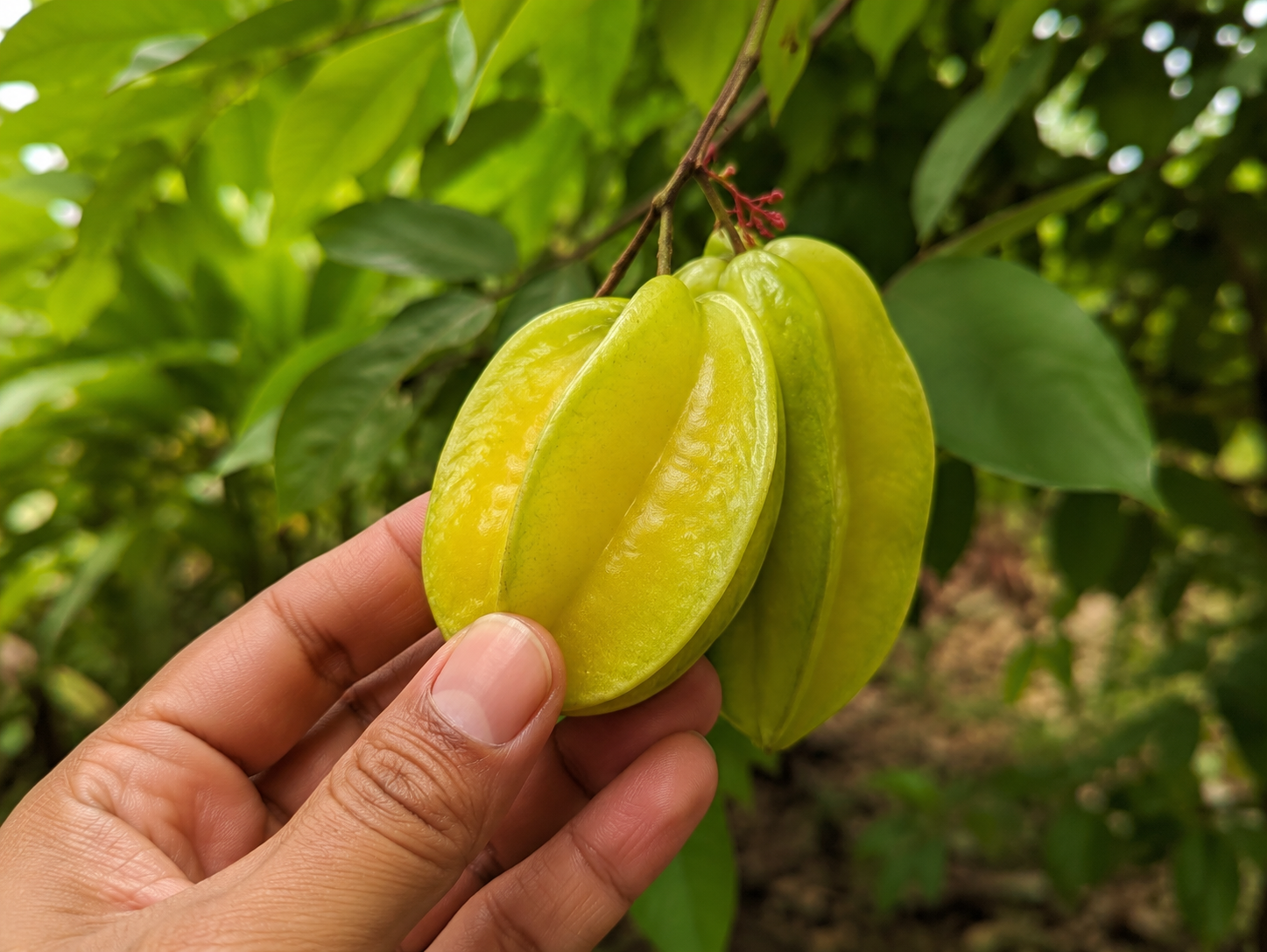 FPX (Fruity Puppy Xtreme)