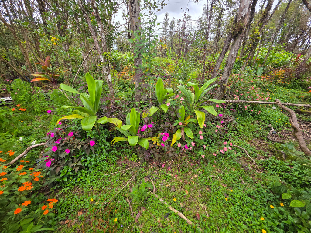 Wild Easement